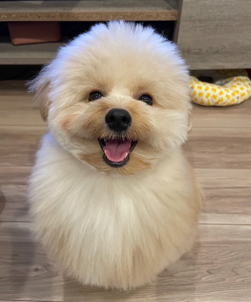 Fluffy white puppy sitting on a wooden floor, mouth open in a happy smile, looking at the camera.